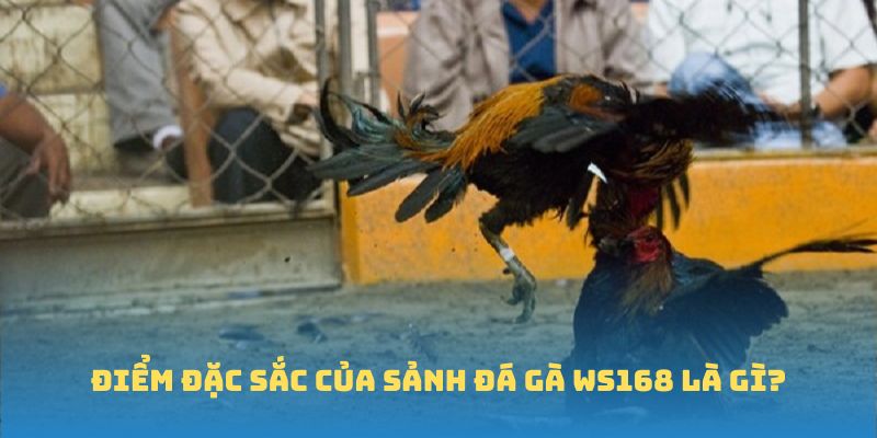 Ưu điểm sảnh đá gà WS168